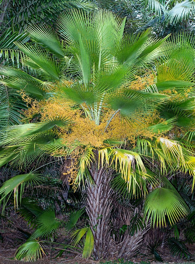 Solitaria o più raramente cespitosa, la Copernicia curtissii di Cuba raggiunge i 7 m d’altezza © Giuseppe Mazza