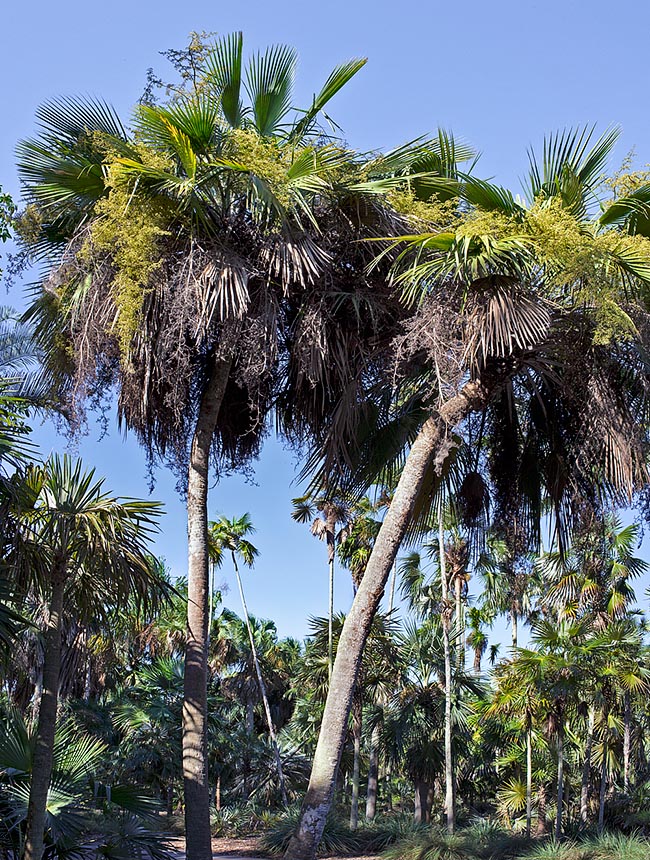 Endémica de Cuba, Copernicia glabrescens es una especie de lento crecimiento que puede llegar a 7 m de altura © Giuseppe Mazza