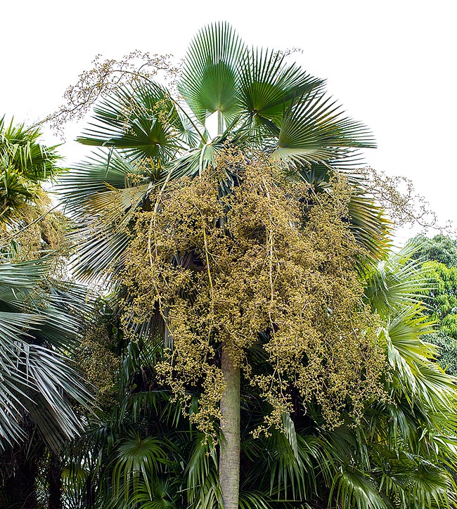 Frecuente en Cuba y en cultivo, la Copernicia hospita alcanza los 8 m de altura © Giuseppe Mazza