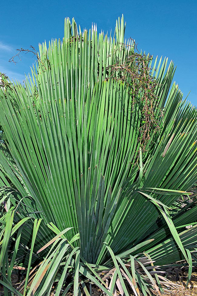 Las plantas jóvenes de Copernicia rigida, nativa de Cuba, parecen emerger del suelo por las hojas casi sin peciolo © Giuseppe Mazza