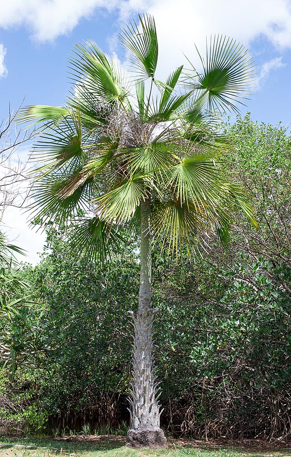 Copernicia tectorum, Arecaceae