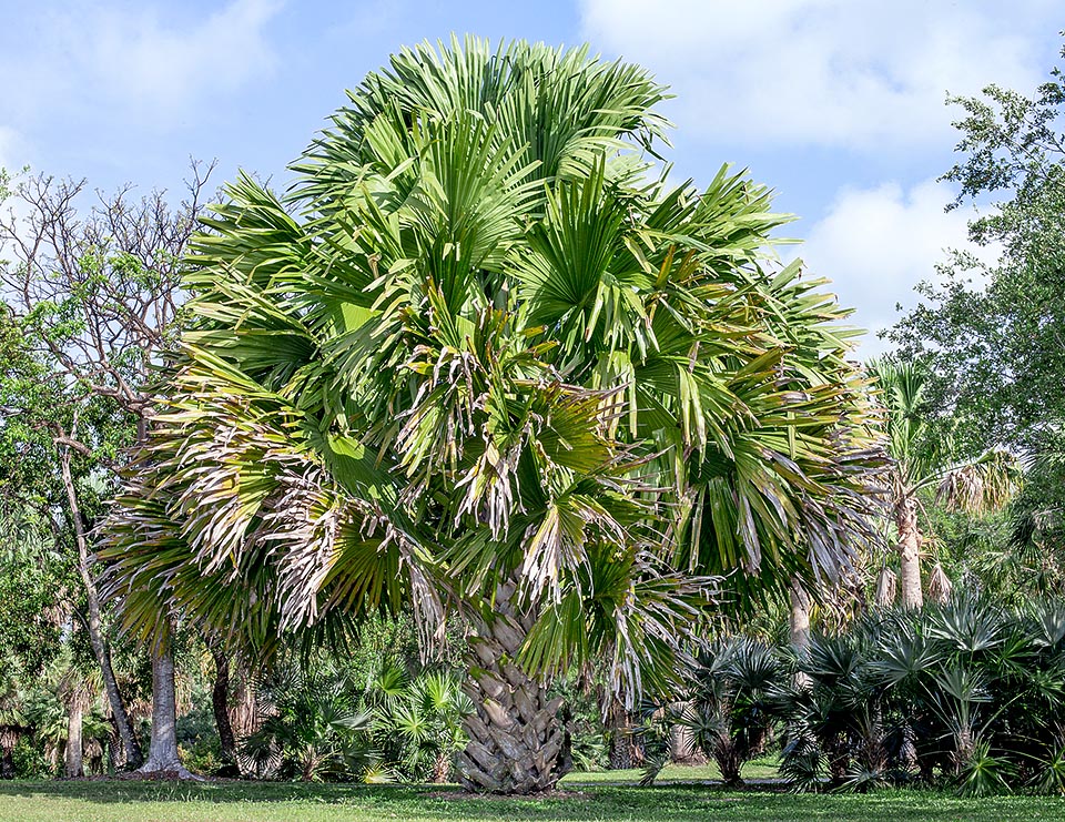 Corypha taliera llega a 10 m de altura con un tallo de 70 cm de ancho. Extinta en estado salvaje, solo sobreviven plantas nacidas de semilla en varios jardines botánicos © Giuseppe Mazza