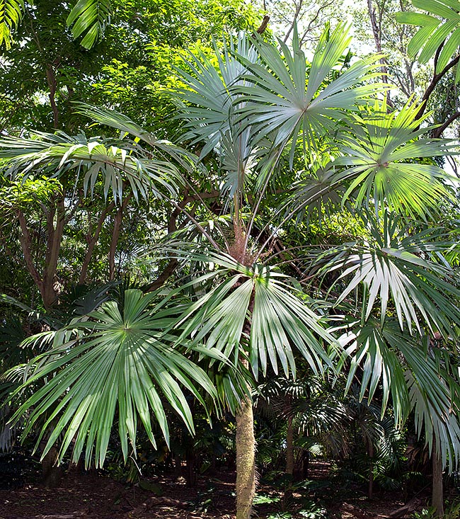 Cryosophila williamsii, Lago Yojoa palm, Root-spine palm