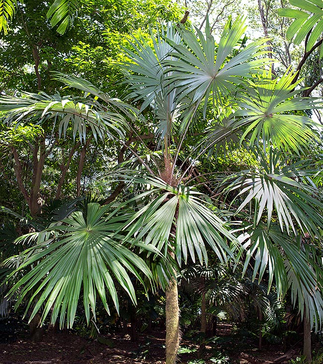 Casi extinta, la Cryosophila williamsii crece con dos subpoblaciones distantes en la pluviselva de Honduras © Giuseppe Mazza