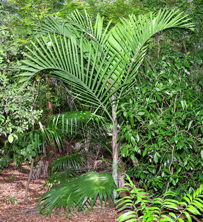 Cyphophoenix elegans, Arecaceae