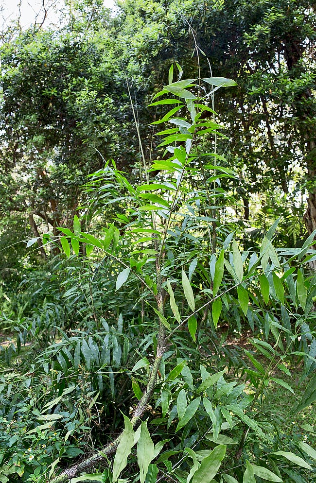 Desmoncus chinantlensis, basket tie-tie, basket whist, climbing picmocs, gri-gri vines