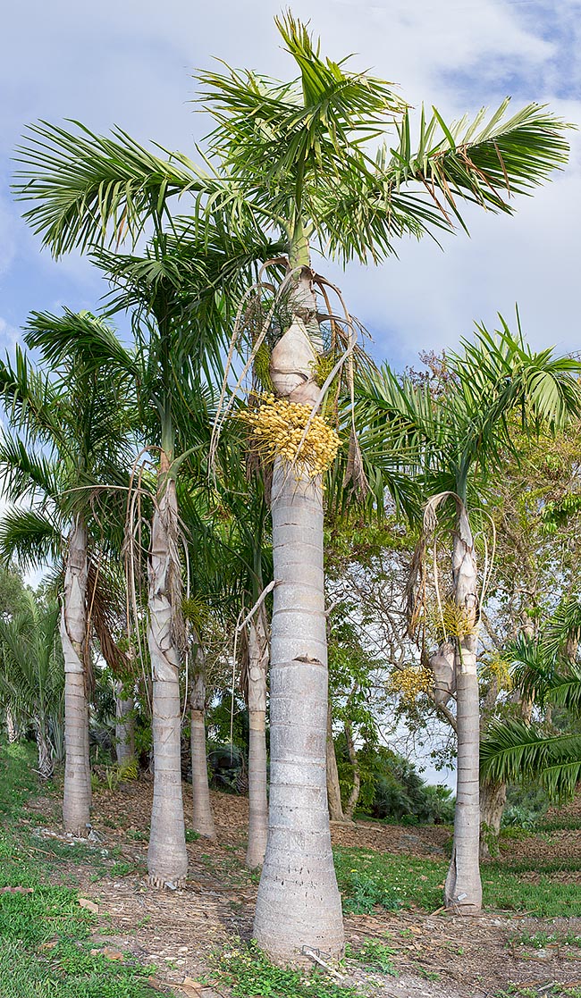 Mesurant jusqu'à 12 m avec des stipes renflés à la base atteignant 30 cm de diamètre, Gaussia gomez-pompae est une espèce mexicaine menacée d'extinction insérée dans la "liste rouge" des espèces les plus vulnérables © Giuseppe Mazza