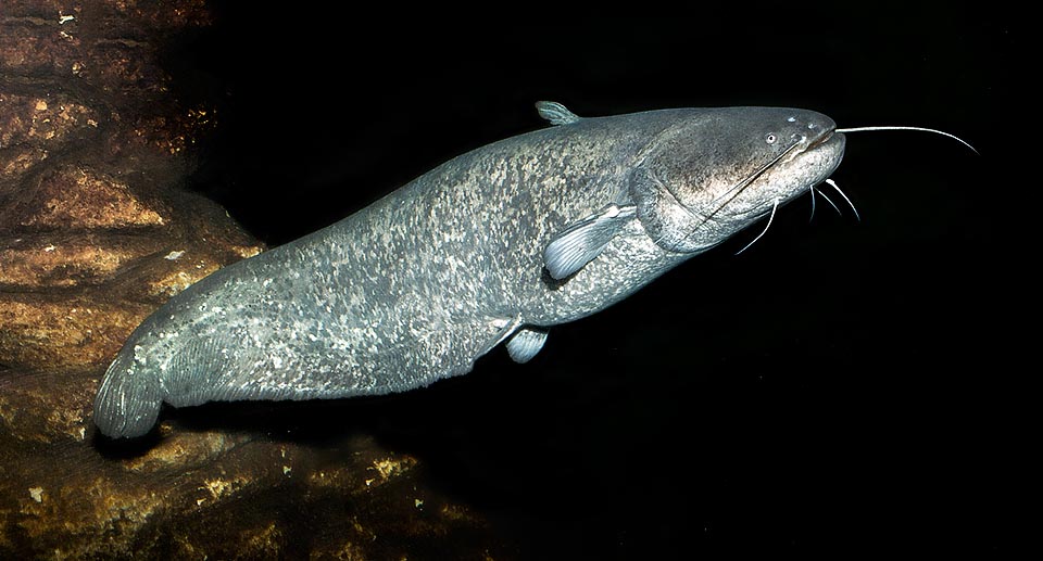 Il Siluro europeo (Silurus glanis) può raggiungere gli 80 anni con taglie record di 5 m e 300 kg © Giuseppe Mazza