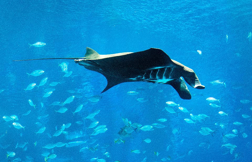 Mobula alfredi est présente, généralement non loin de la côte, dans toutes les eaux tropicales et subtropicales des océans Indien et Pacifique, y compris la mer Rouge © Giuseppe Mazza