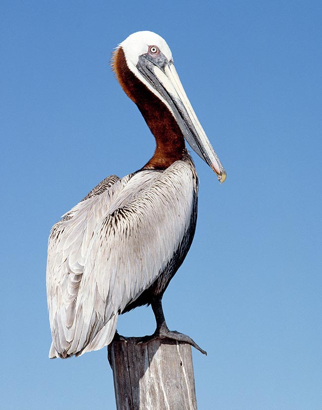 Pelecanus occidentalis, Pelecanidae, Brown pelican