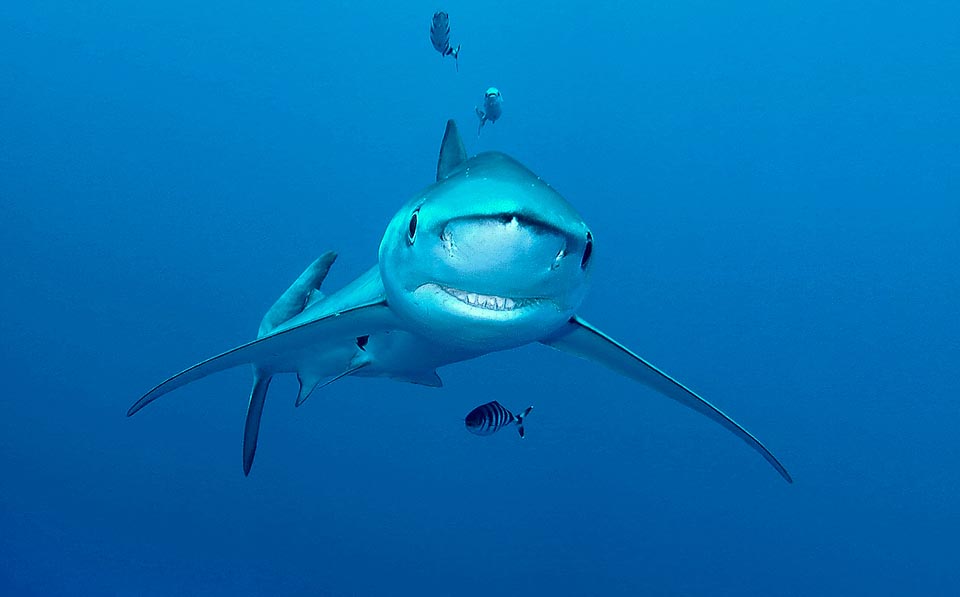 The mouth is not particularly big or menacing but has several rows of teeth to replace those of the first line, lost hunting or in the normal alternation © Sebastiano Guido