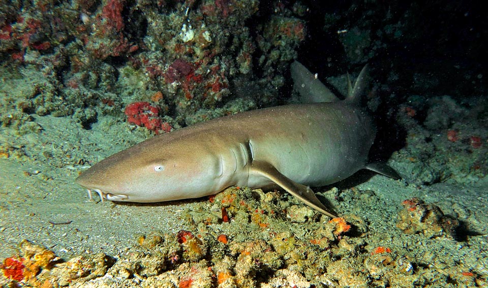 Il passe la journée sur le fond, à l’abri de grottes ou de formations madréporiques, et part généralement chasser la nuit, sans descendre sous les 70 m © S. Guido