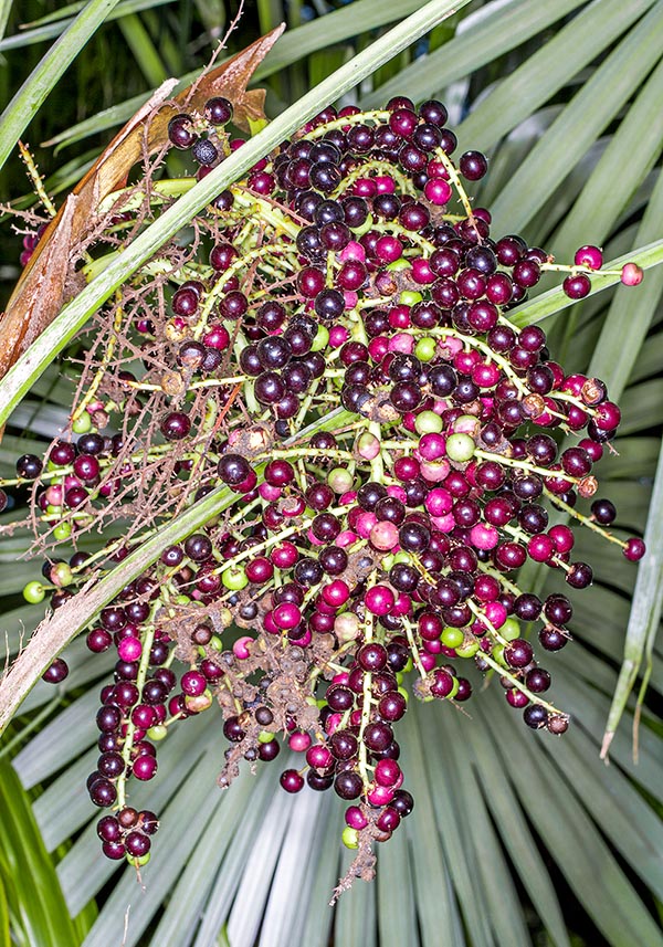 Les fruits de 0,5-1,2 cm, à une seule graine cérébriforme, sont globuleux, pourpre noirâtre à maturité © Giuseppe Mazza