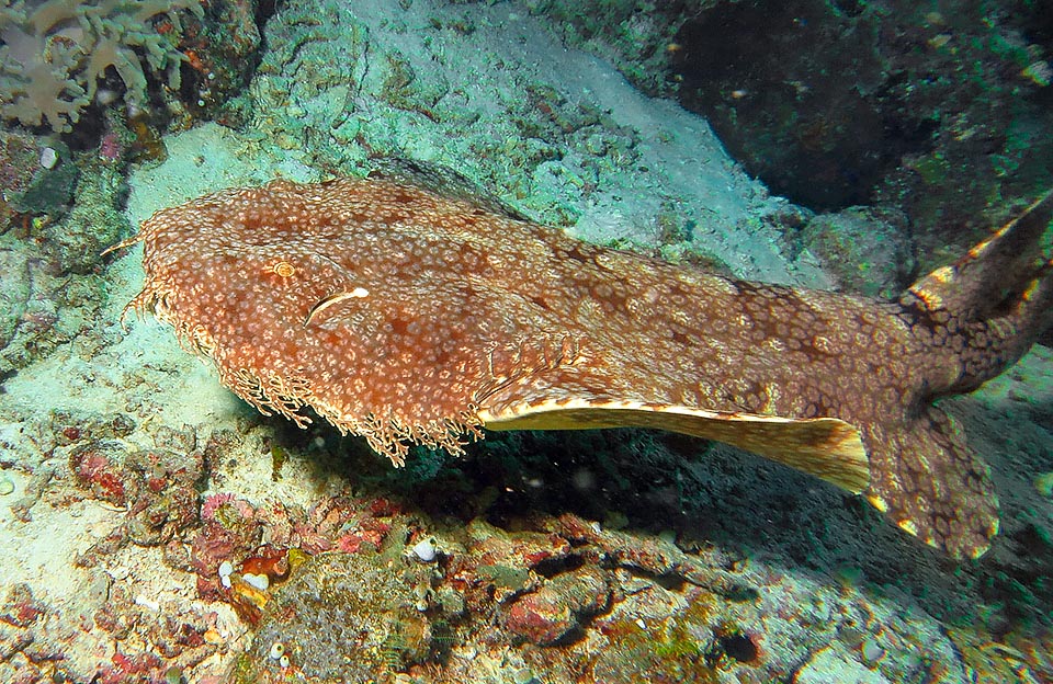 Présent surtout dans le nord de l’Australie, en Nouvelle-Guinée et dans quelques îles de l’est indonésien, il passe la journée sur le fond à l’abri des madrépores ou dans de petites grottes au fond sableux. Il nage surtout la nuit à la chasse aux invertébrés et aux petits poissons qu’il aspire d’un coup, élargissant son énorme bouche © Sebastiano Guido