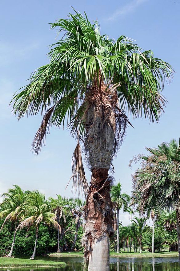 Colpothrinax wrightii Monaco Nature Encyclopedia