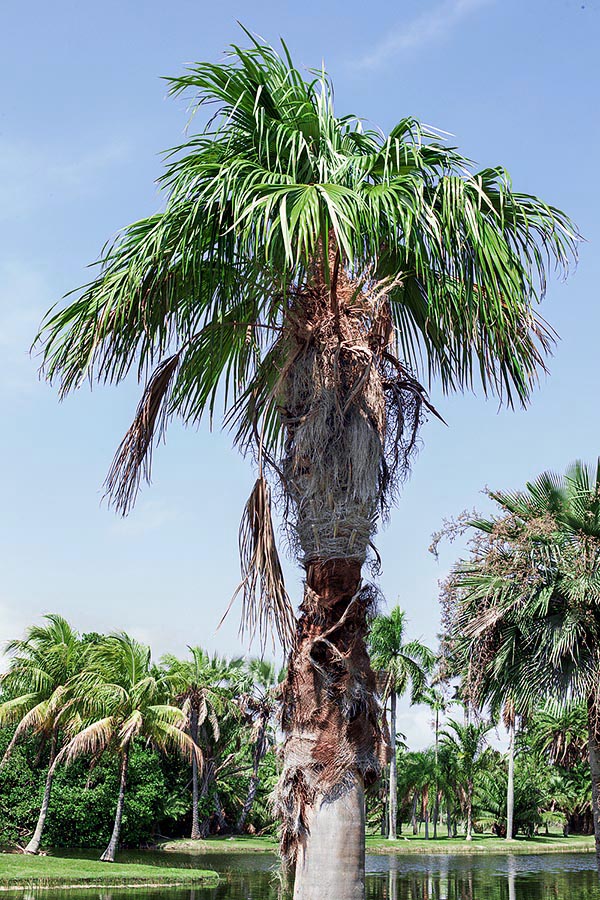 Cultivated, as here near the water, the swelling may be absent. It resists to saltiness and to short thermal collapses to 0 °C, but stands in the “red list”, under risk due to the agricultural expansion and the removal of leaves, usually utilized as cover of rural dwellings, and stems to realize containers © Giuseppe Mazza