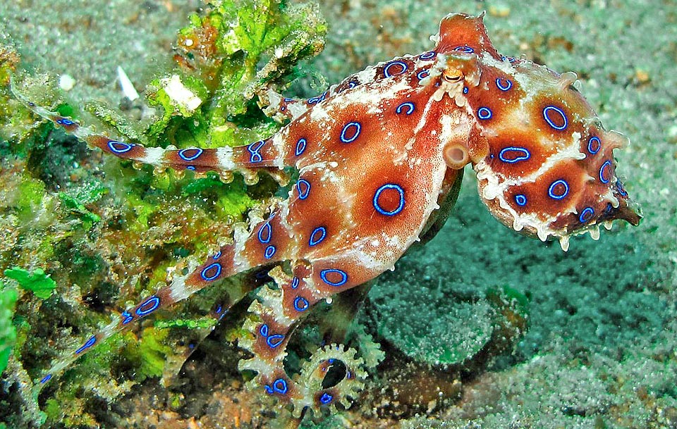 Hapalochlaena lunulata, Octopodidae, Greater blue-ringed octopus