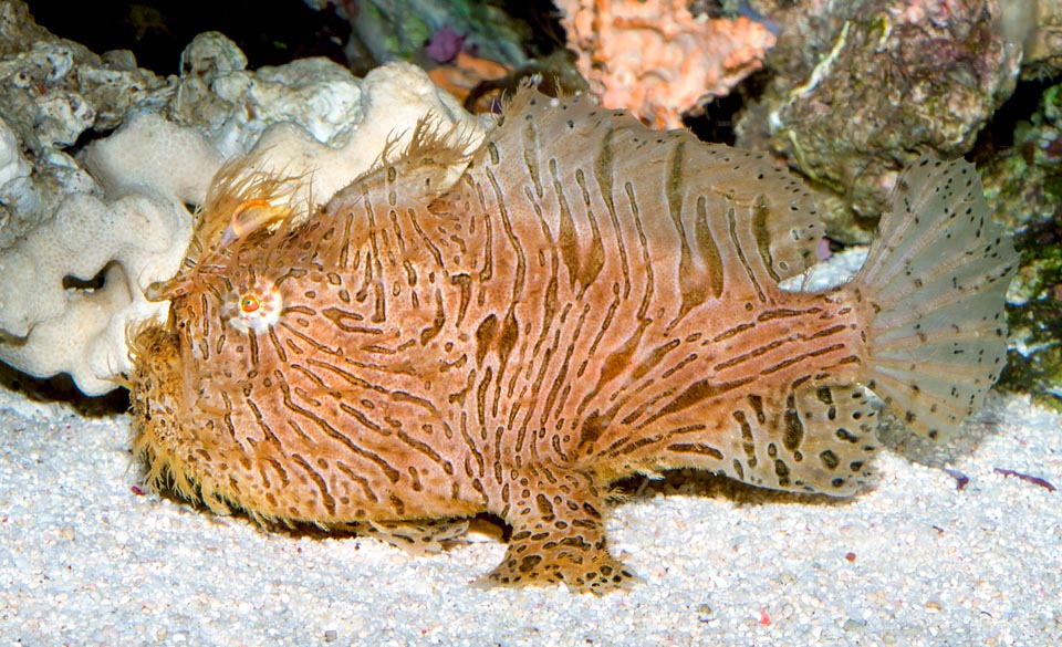 Antennarius striatus, poisson-grenouille strié, Antennariidae