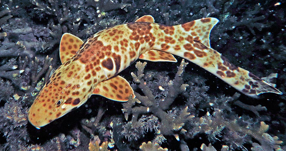 No supera los 72 cm y muestra junto a las branquias un ocelo cordiforme oscuro con bordes blancos que varios nombres vulgares asemejan a una charretera © Sebastiano Guido