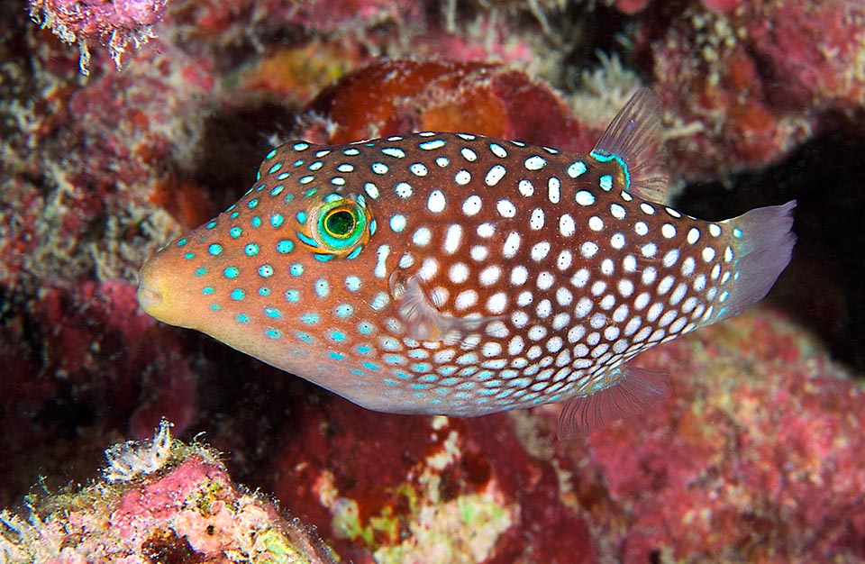 Canthigaster jactator, Tetraodontidae