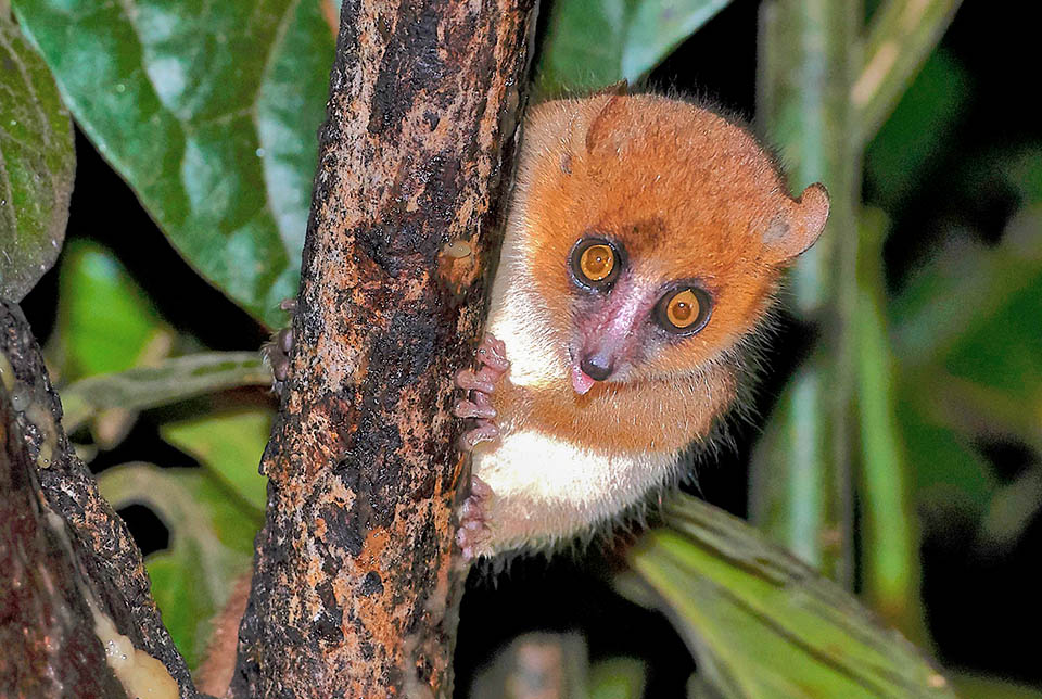 Just 9 cm tall with 30 g of weight, Peters' mouse lemur or Dormouse lemur (Microcebus myoxinus) is the smallest Primate