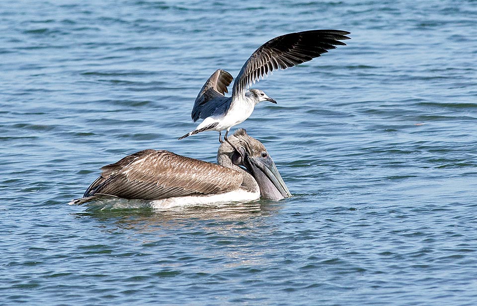 Pero una oportunista Gaviota guanaguanare (Larus atricilla) aterriza en su cabeza preparada para, apenas alce el pico, robarle la presa. Estos son los inconvenientes de la pesca en solitario. Triste y abochornado no sabe qué hacer, su madre no le habló de este tipo de intrusos… en grupo sería más fácil ahuyentarlo © Giuseppe Mazza