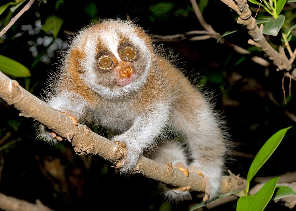 Nycticebus coucang è una Proscimmia notturna presente in Indonesia, Malesia, Thailandia, Birmania, Indocina e Singapore 