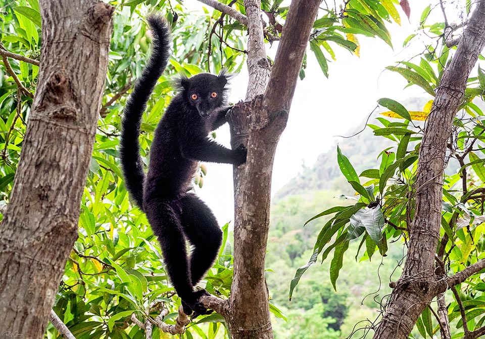 Eulemur macaco vive en grupos de 7 a 15 individuos en las selvas húmedas del noroeste de Madagascar y en las islas de Nosy Be y Nosy Komba. Clasificado como “en peligro de extinción” en la “Lista Roja”, presenta un fuerte dimorfismo sexual: el macho parece un gato negro; mientras que la hembra es de color marrón rojizo con el vientre blanquecino 