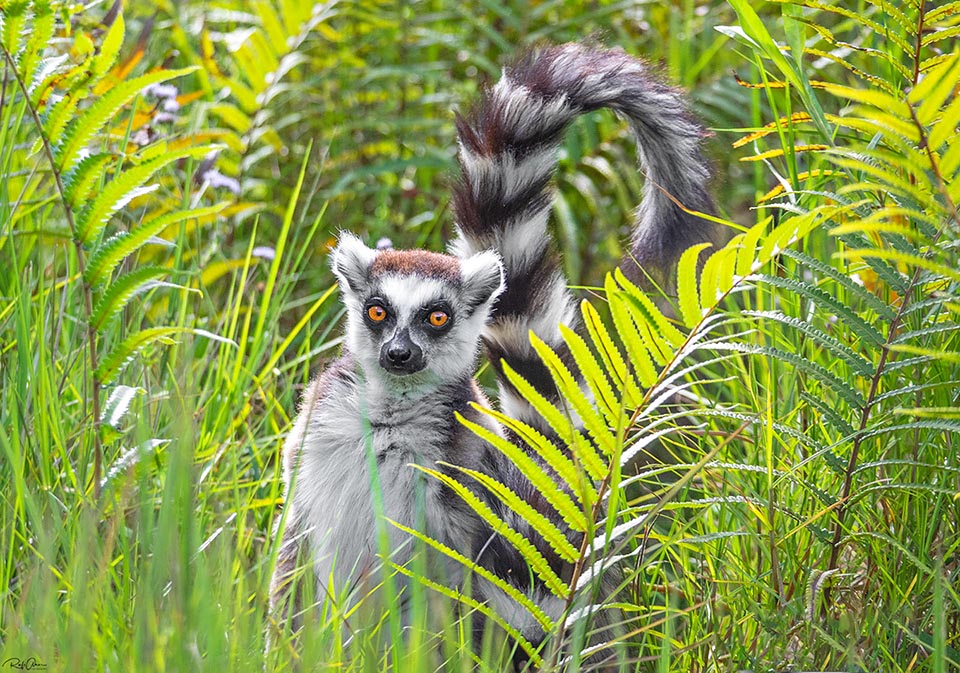 Lemur catta è una Proscimmia prevalentemente diurna di 40-50 cm, con una splendida e inconfondibile coda ad anelli bianchi e neri più lunga del corpo