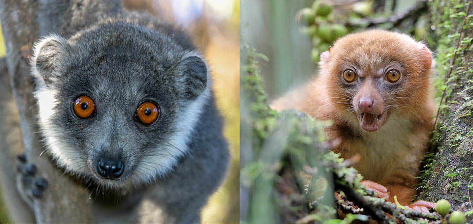 Non moins menacés sont l'Eulemur mongoz, également originaire de Madagascar et introduit aux Comores, et l'extrêmement rare Eulemur rubriventer de l'est de Madagascar 