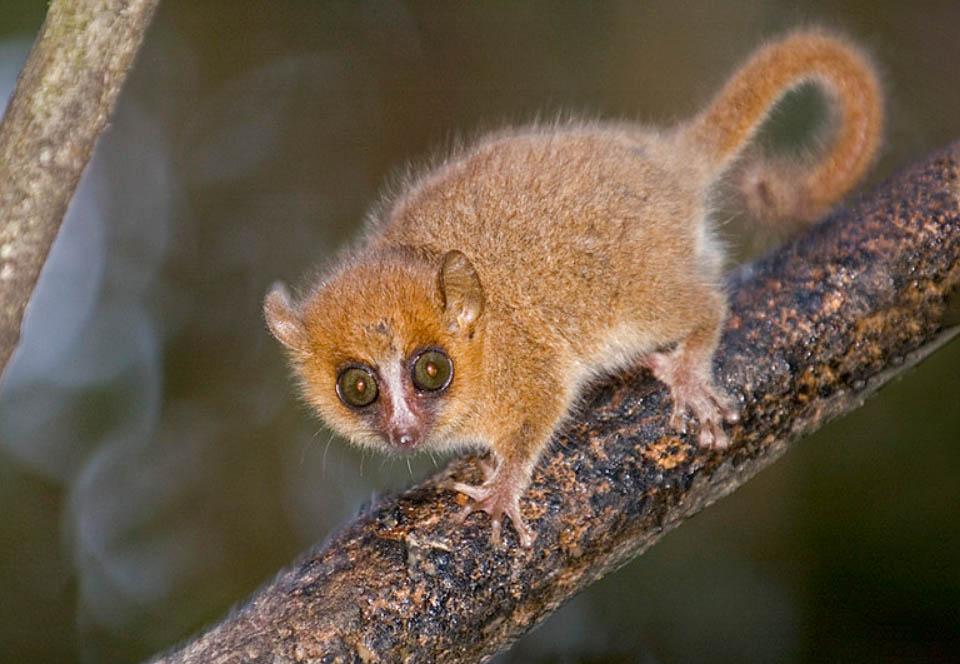 Le petit Microcebus murinus, bien que, comme son nom l'indique, il ressemble plus à une souris qu'à un singe, est déjà, malgré son apparence, un parent éloigné du nôtre 