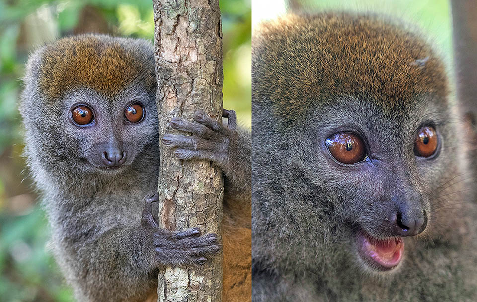 Les Hapalémurs sont de petits lémuriens au museau peu pointu et aux pavillons d'oreille peu développés. L'Hapalemur meridionalis vit dans les forêts de Madagascar