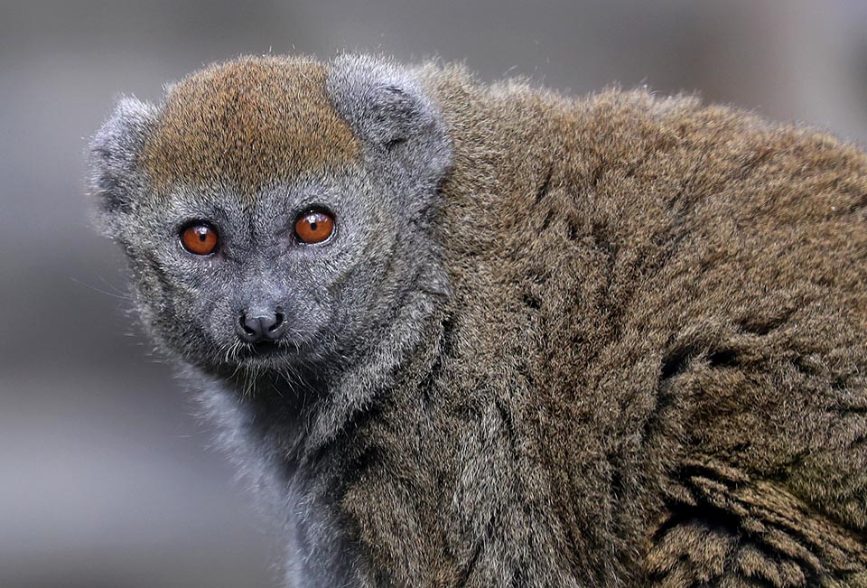 Hapalemur alaotrensis vive confinado en una zona muy restringida de Madagascar, en la vegetación de ribera del lago Alaotra 