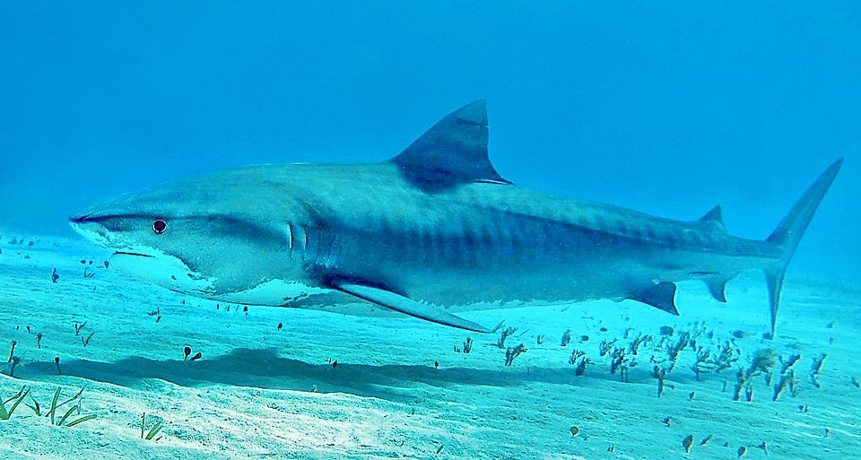 Présent dans les milieux salés, lagunes et atolls, jusqu’à 150 m de profondeur, il est totalement absent des eaux froides © Sebastiano Guido