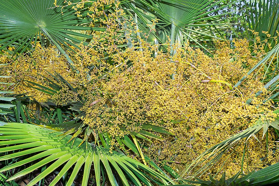 Las vistosas inflorescencias, con flores hermafroditas muy juntas, son interfoliares y superan los 3 m de longitud con 6 órdenes de ramificación © Giuseppe Mazza