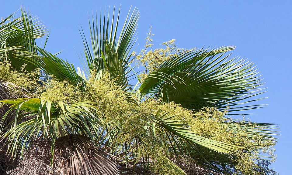 Inflorescences d’environ 3 m à ramifications denses et minuscules fleurs hermaphrodites. Résiste aux chutes thermiques courtes et sporadiques jusqu’à -3 °C © Giuseppe Mazza