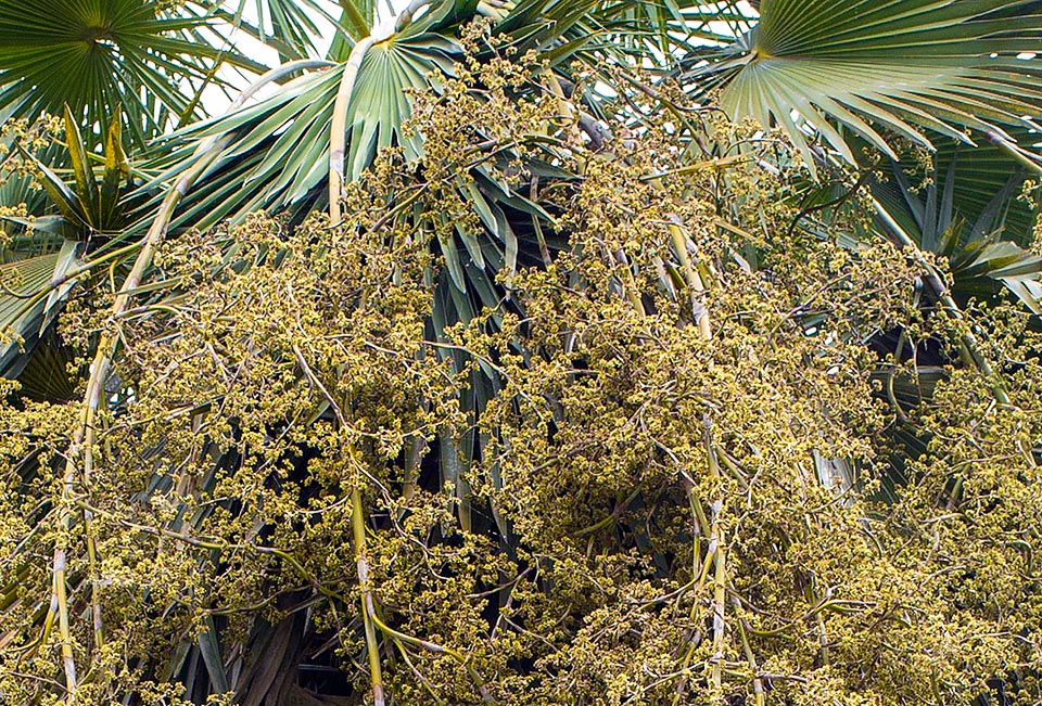 Les inflorescences ramifiées, longues jusqu’à 2,5 m, portent une multitude de fleurs hermaphrodites de couleur crème © Giuseppe Mazza