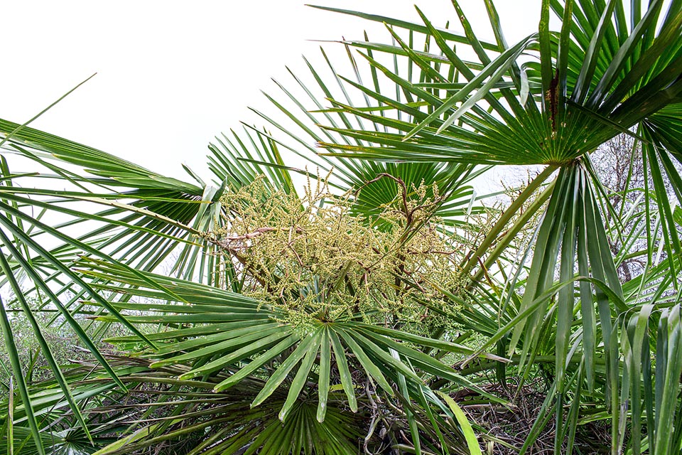 Infiorescenze interfogliari, lunghe circa 1 m, con piccoli fiori ermafroditi sessili ravvicinati, solitari, di colore bianco verdastro. Il nome specifico viene dal fatto che, come accade per molte palme, i locali usavano le foglie per i tetti delle abitazioni rurali. Poco nota e coltivata, meriterebbe una maggiore diffusione orticola © Giuseppe Mazza