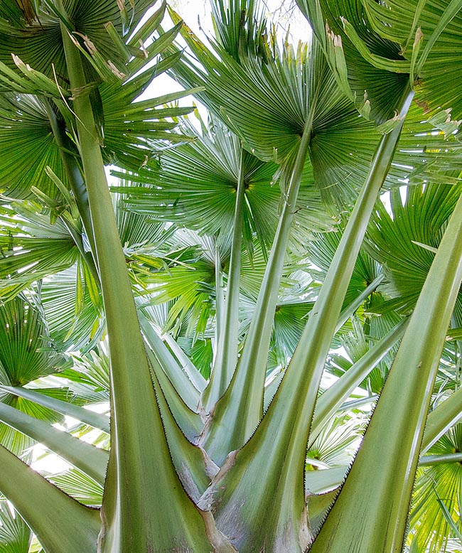 Corypha taliera , dhaka plant, gebang palm, tali palm