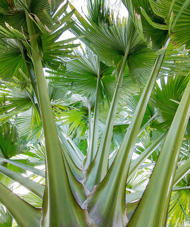 Les feuilles sur un robuste pétiole mesurant jusqu’à 3 m, pourvu aux marges de courtes épines brunes et brillantes, sont énormes, presque circulaires. Les graines ont des vertus médicinales © Giuseppe Mazza