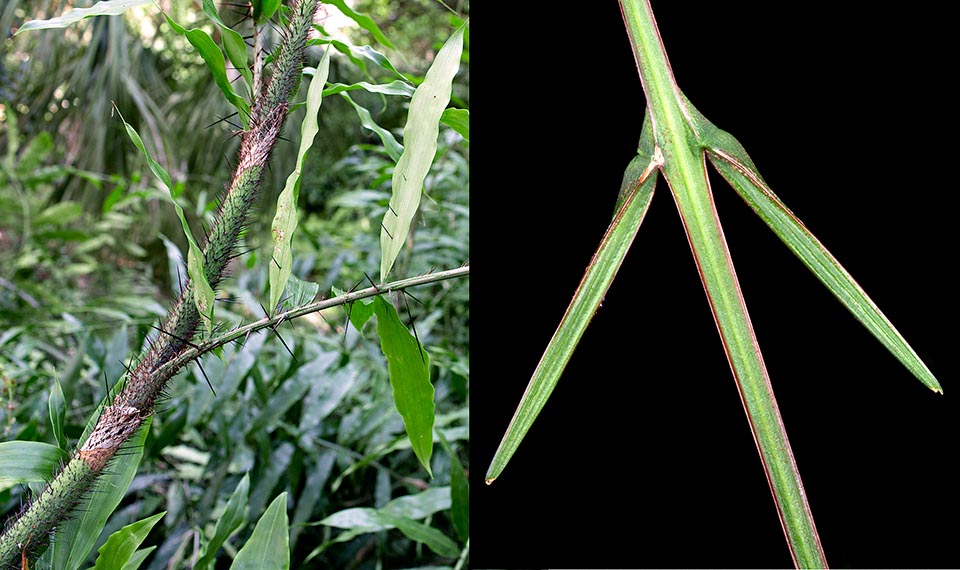 Spine d’ogni taglia, persino sulle foglie, per difendersi dal morso degli erbivori e cirri particolari, con coppie di foglie modificate, simili ad arpioni, per scalare gli alberi © Giuseppe Mazza