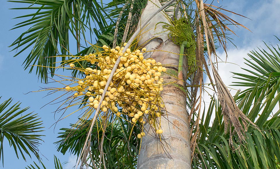 Quasi sconosciuta in coltura, anche per la crescita lenta, reca frutti di 1,4-1,6 cm di diametro, di colore giallastro, poi rosso arancio a maturità © Giuseppe Mazza