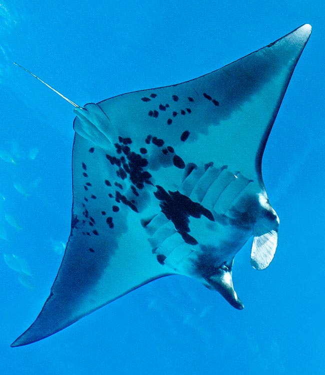 Manta alfredi, Reef manta ray