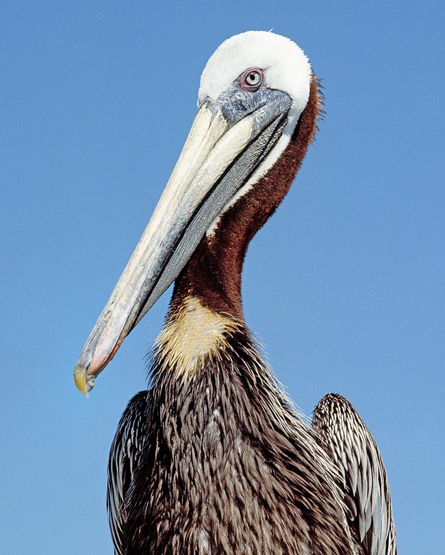 Solo el pico mide ya 35 cm en un total de 120 cm de longitud. La cabeza parece ciertamente desproporcionada pero debe sostener, durante la pesca, el enorme peso del gran saco gular lleno de agua © Giuseppe Mazza