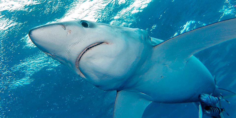 Il se nourrit de poissons gras, morues, merlus, petits requins, maquereaux et calmars, en préférant les individus affaibli par l’âge, la maladie ou une blessure.