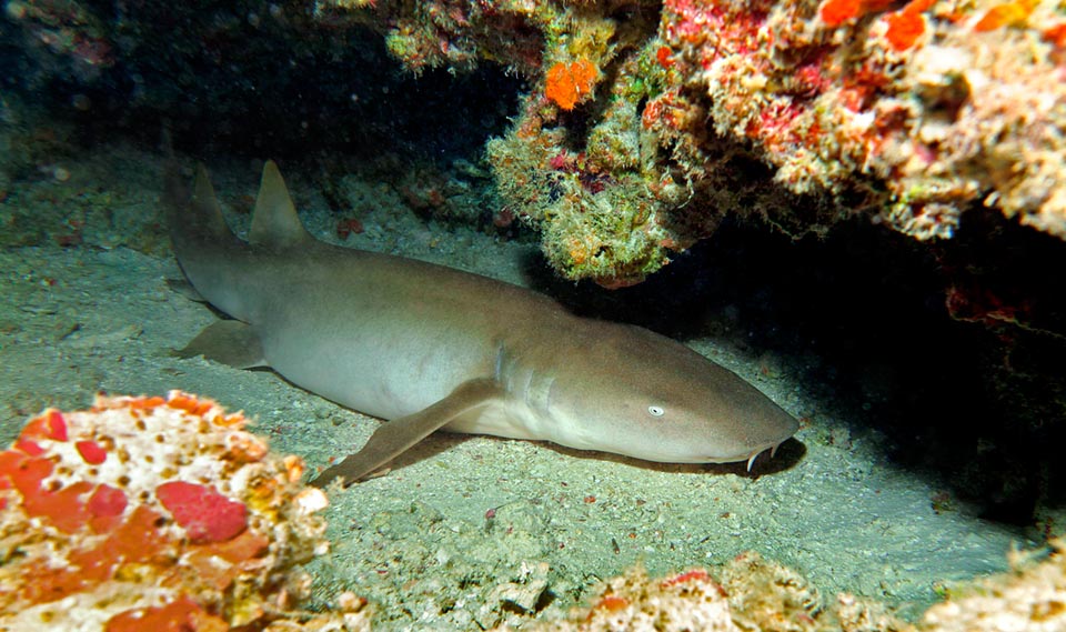 Se alimenta de invertebrados y peces de todo tipo que aspira para apresarlos en la gran boca con cierre encajado que quita la esperanza de huida a cualquier presa. Generalmente inofensivo para el hombre, tiene una resiliencia muy baja y figuro por desgracia en la Lista Roja de especies en peligro de extinción © Sebastiano Guido