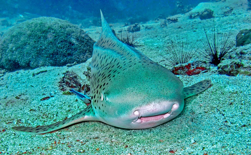 The day is spent lying on the bottom, in current zones, with open mouth towards the flow of water to breathe better. The small teeth resemble a grater © S. Guido