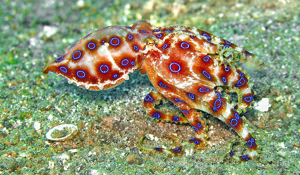 Il peut atteindre, tentacules inclus, 20 cm mais mesure généralement la moitié. Lorsqu’il est excité pour le mariage ou s’il est dérangé, sur le corps apparaissent, presque fluorescents, des anneaux bleus accentués par des taches rougeâtres. Une façon de se faire remarquer ou de rappeler aux prédateurs que sa morsure est très venimeuse © Sebastiano Guido