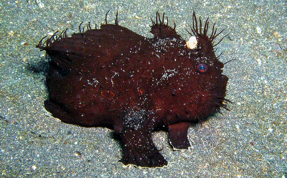 Antennarius striatus, poisson-grenouille strié, Antennariidae