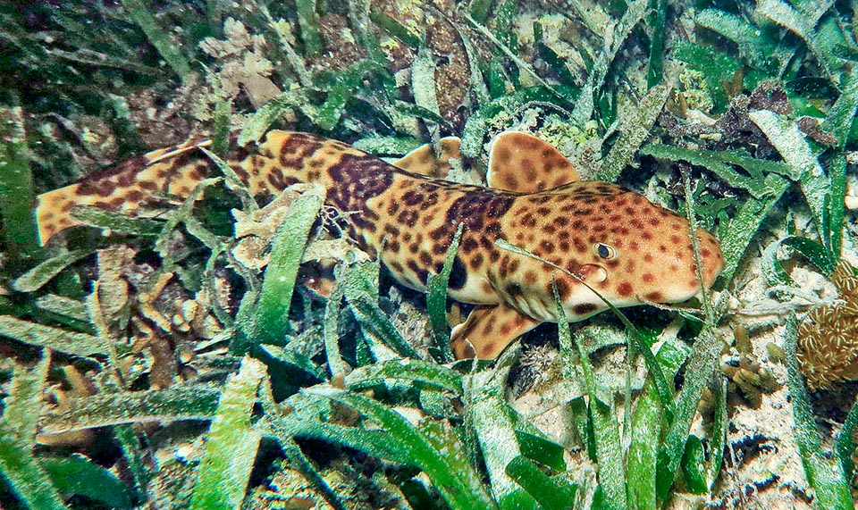 Timide et inoffensif pour l’homme, il se déplace dans les eaux basses, jamais en dessous de 12 m de profondeur, et il finit parfois piégé dans les flaques des récifs. Il fréquente les prairies submergées, riches en proies qu’il mâche brisant les coquilles et les carapaces. Les femelles, ovipares, pondent de nombreuses oothèques de 10 cm © Sebastiano Guido